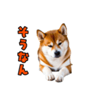 大分弁のワンコさん 犬 いぬ（個別スタンプ：2）