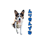 大分弁のワンコさん 犬 いぬ（個別スタンプ：3）