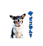 大分弁のワンコさん 犬 いぬ（個別スタンプ：4）