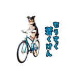 大分弁のワンコさん 犬 いぬ（個別スタンプ：7）