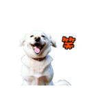 大分弁のワンコさん 犬 いぬ（個別スタンプ：10）