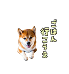 大分弁のワンコさん 犬 いぬ（個別スタンプ：13）