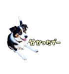 大分弁のワンコさん 犬 いぬ（個別スタンプ：14）
