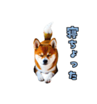 大分弁のワンコさん 犬 いぬ（個別スタンプ：18）