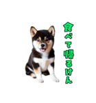 大分弁のワンコさん 犬 いぬ（個別スタンプ：22）