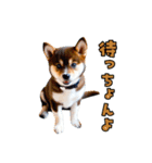 大分弁のワンコさん 犬 いぬ（個別スタンプ：24）