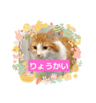 わが家のニャンTube☆コタロー＆むぎちゃん3（個別スタンプ：3）