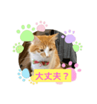 わが家のニャンTube☆コタロー＆むぎちゃん3（個別スタンプ：4）