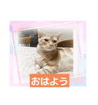 わが家のニャンTube☆コタロー＆むぎちゃん3（個別スタンプ：5）