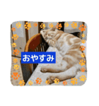 わが家のニャンTube☆コタロー＆むぎちゃん3（個別スタンプ：6）