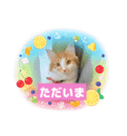 わが家のニャンTube☆コタロー＆むぎちゃん3（個別スタンプ：8）
