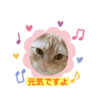 わが家のニャンTube☆コタロー＆むぎちゃん3（個別スタンプ：9）