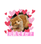 わが家のニャンTube☆コタロー＆むぎちゃん3（個別スタンプ：10）