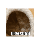 わが家のニャンTube☆コタロー＆むぎちゃん3（個別スタンプ：11）
