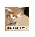 わが家のニャンTube☆コタロー＆むぎちゃん3（個別スタンプ：12）