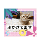 わが家のニャンTube☆コタロー＆むぎちゃん3（個別スタンプ：13）