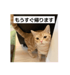 わが家のニャンTube☆コタロー＆むぎちゃん3（個別スタンプ：14）