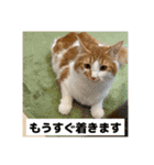 わが家のニャンTube☆コタロー＆むぎちゃん3（個別スタンプ：15）