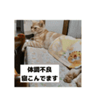 わが家のニャンTube☆コタロー＆むぎちゃん3（個別スタンプ：16）