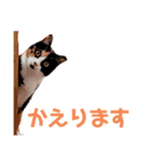 ミーとゲン（個別スタンプ：1）