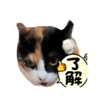 ミーとゲン（個別スタンプ：6）