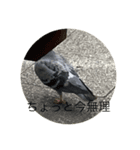 写真の鳩（個別スタンプ：1）