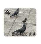 写真の鳩（個別スタンプ：2）