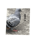 写真の鳩（個別スタンプ：3）