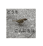 写真の鳩（個別スタンプ：4）