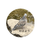 写真の鳩（個別スタンプ：5）