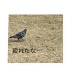 写真の鳩（個別スタンプ：6）