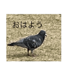 写真の鳩（個別スタンプ：8）