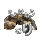 さくりくコンビ（個別スタンプ：4）