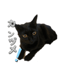 さくりくコンビ（個別スタンプ：6）