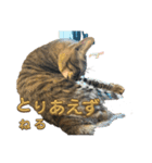 さくりくコンビ（個別スタンプ：7）