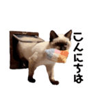 シャム猫レイくん（個別スタンプ：2）