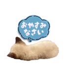 シャム猫レイくん（個別スタンプ：3）