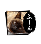 シャム猫レイくん（個別スタンプ：9）