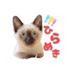 シャム猫レイくん（個別スタンプ：10）
