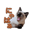 シャム猫レイくん（個別スタンプ：13）