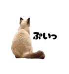 シャム猫レイくん（個別スタンプ：14）