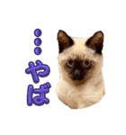 シャム猫レイくん（個別スタンプ：16）