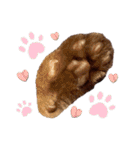 シャム猫レイくん（個別スタンプ：20）