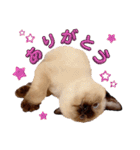 シャム猫レイくん（個別スタンプ：21）
