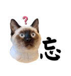 シャム猫レイくん（個別スタンプ：22）