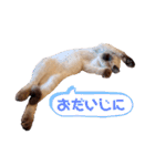 シャム猫レイくん（個別スタンプ：23）