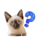シャム猫レイくん（個別スタンプ：25）