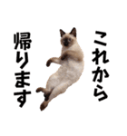 シャム猫レイくん（個別スタンプ：29）