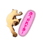 シャム猫レイくん（個別スタンプ：33）