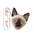 シャム猫レイくん（個別スタンプ：34）